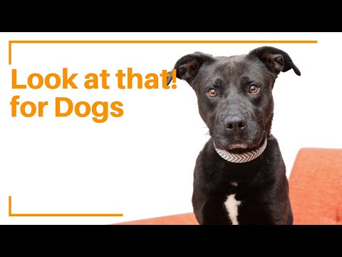 How to train your dog to "Look at that" - Best Friends Animal Society