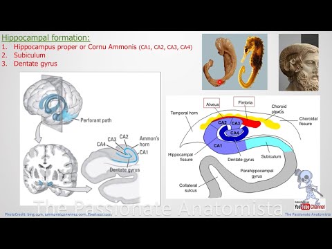 Neuroanatomy VD28 - Limbic system (Limbic lobe, hippocampal formation & it’s internal circuitry)