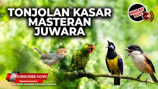 Download lagu 🔴 Live Tembakan Tajam Menghujam Perkici Tengkek Buto Prenjak Brina Cucak Cungkok Gacor mp3