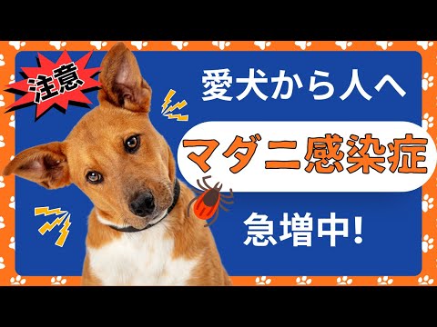 犬のマダニ症 – 症状と治療法