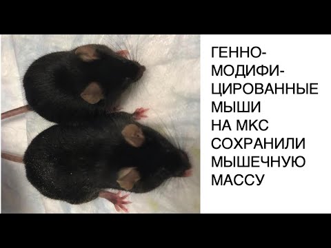 Генномодифицированные мыши на МКС смогли избежать мышечной атрофии: новости науки