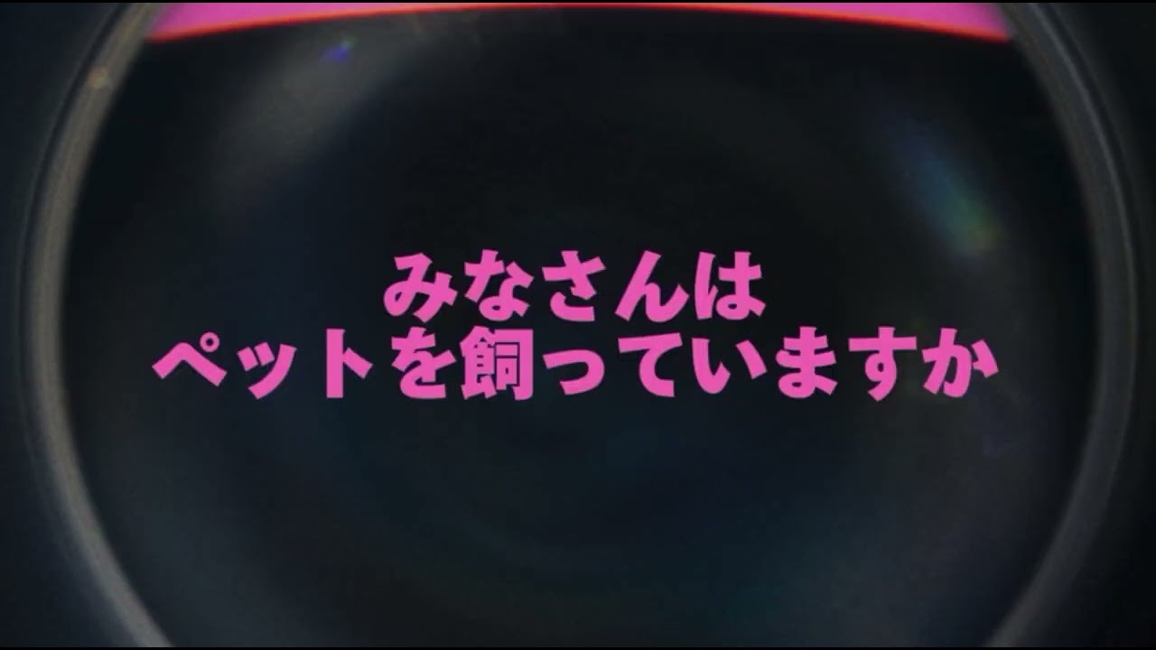 ［No.185］ドッグウィッグで愛情󠄁を。人間を超えて愛犬へ。