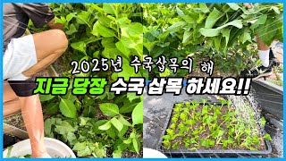2025년 수국 삽목 성공률이 역대급으로 높은 이유!! 지금 당장 수국 삽목 해보세요!!