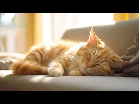 Music for Nervous Cats - Soothing Cat Music for Deep Relaxation, Sleep, and Comfort