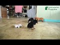 Mixed Breed dogs for sale: Eddie - Video 1