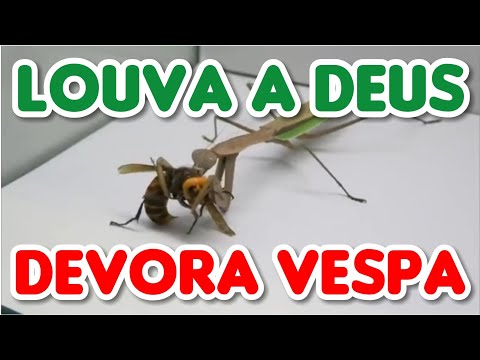 Louva a Deus X Vespa Assassina
