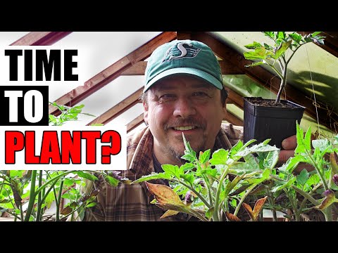 Solutions To Blossom End Rot In Tomatoes etc