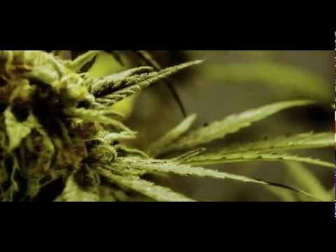 Swan Fyahbwoy - Fuma Weed (Official Video) 720p HD