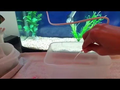 How to make (DIY) Siphon Vacuum Gravel Cleaner for small tanks (betta fish tank, breeding box, ...)