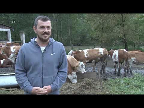 SUVI TOV JUNADI po brdima pored IBRA - kako se radi i šta je problem naših stočara ? DOMAĆINI !
