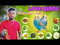 Love Birds Food List Budgies Breeding Foods Budgies Healthy Foods In Tamil Budgies Food