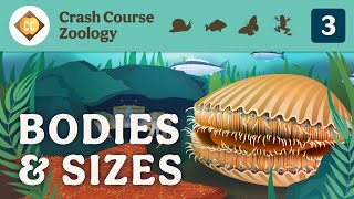 Diversity of Bodies & Sizes (but mostly crabs): Crash Course Zoology #3