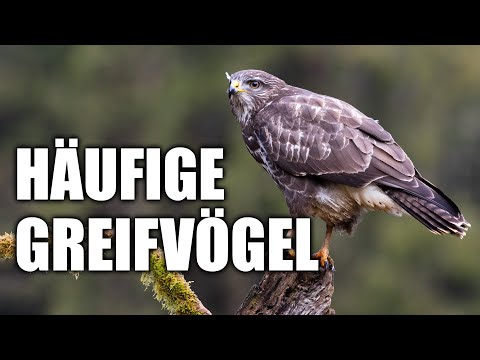 Häufige heimische Greifvögel