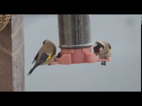 GOLDFINCHES