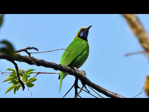 Some Birds of Garo Hills, Meghalaya. Part 2