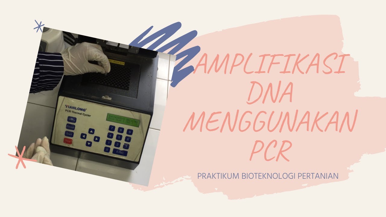 BIOTEK 4 || Amplifikasi DNA Menggunakan PCR
