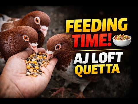 Aj loft Quetta balochistan