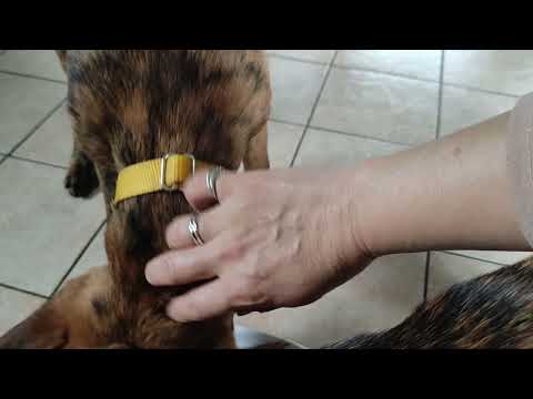 Olya (yellow collar) has no food aggression with human and dog