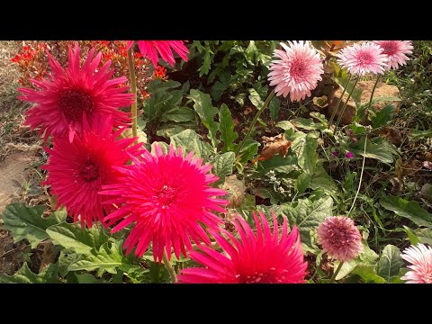 my garden flowers. #charmi #flowers #gardening #nature #Gerbera #gladia #rose #Barbados #jasmine