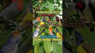 Download lagu Suara pikat Sogon Kemade Prenjak Anti Zonk#shorts #pikatburung #birds #suarapikat suara pikat sogon mp3