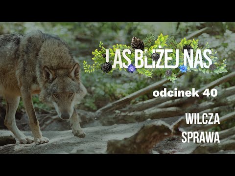 Las bliżej nas - Wilcza sprawa [odc. 40]