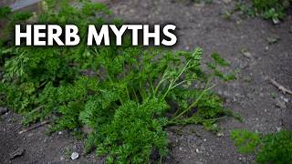 Herb Growing Myths BUSTED: What You Need to Know!