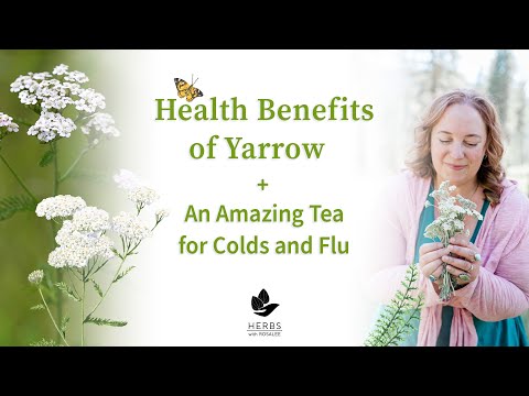 Health Benefits of Yarrow Plant + Yarrow Tea for Colds and Flu