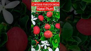 Download lagu How to grow natal plum #shorts mp3