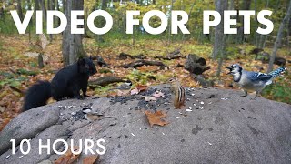Birds, Squirrels and Forest Friends in Fall - 10 Hour Cat TV for Pets to Watch 🐱 - Oct 21, 2025