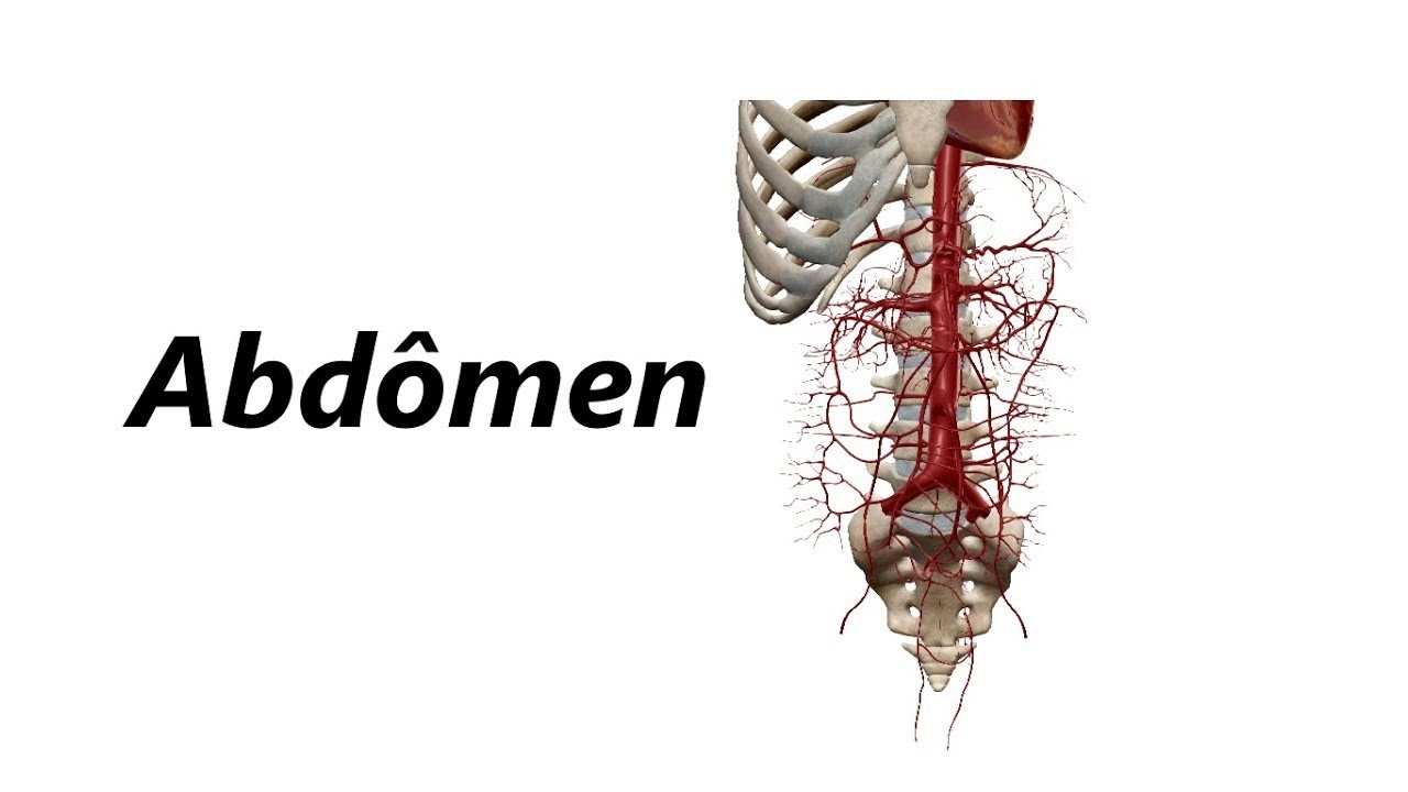 Anatomia das Artérias em 3D - Abdômen
