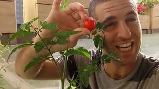 גידול עגבניית שרי בעציץ מעגבניה רקובה