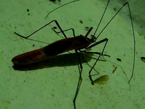 Giant Lohita Bug of Laos ^^^^^^^Ƣݔҩᾫ٨ӷ quaoar