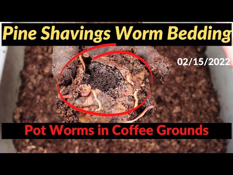Pine Shavings Worm Bin - Pot Worm Swarm 02/15/2022