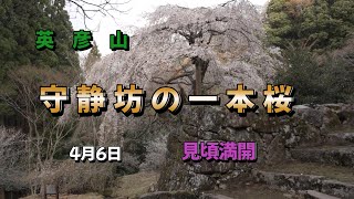 守静坊の一本桜　満開です　　4K