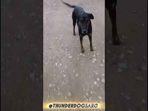 El protegido #casagrande #miradacanina #cordoba #perro