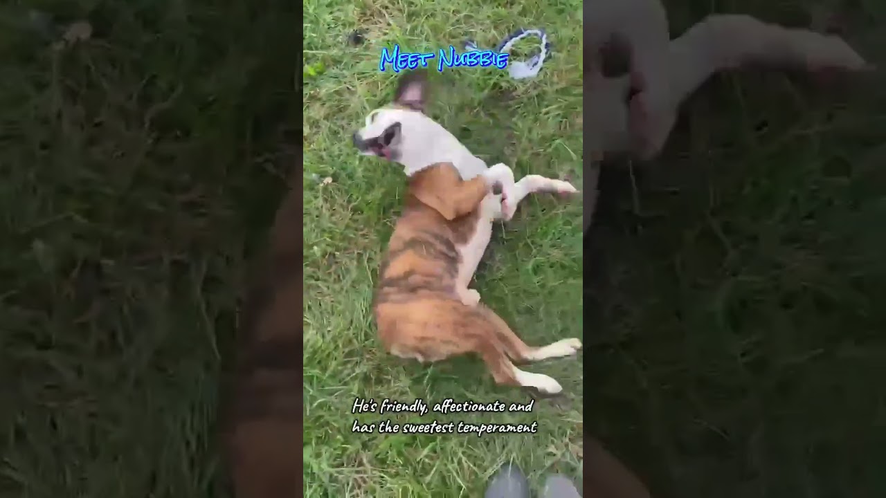 Enlarge Nubbie, a Adoptable mixed breed in Plain City, OH video 3/6