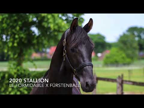2020 Stallion Le Formidable x Fürstenball