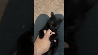 #cat #cute #catvideo #cutecat #funnyvideo #funny #studywithmeandmycat