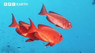 Exploring Kenya's Underwater Paradise | In Search Of Nature | The Travel Edit