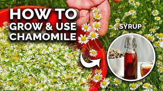 How to Grow Perfect Chamomile From Seed (And Use In The Kitchen)