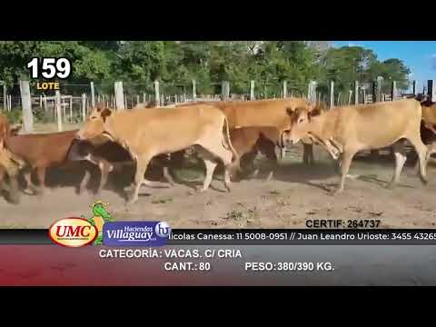 Lote 80 Vaquillonas C/ cria en Ita-Ibate, Corrientes