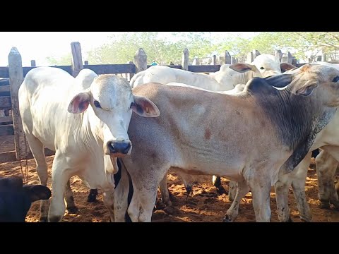 FEIRA DE GADO DE CAMPO GRANDE-AL 21/03/2026 #nordeste Muita gado na feira 