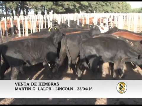 22-04-16 Venta de Hembras - Martin G. Lalor S.A. - Lincoln.