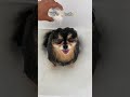 My Pomeranian Loves To Take Baths 🛁 #shorts #dog