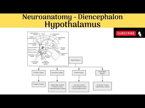 Hypothalamus | Boundaries | Subdivisions | Hyphothalamic Nuclei | Connection & Functions |