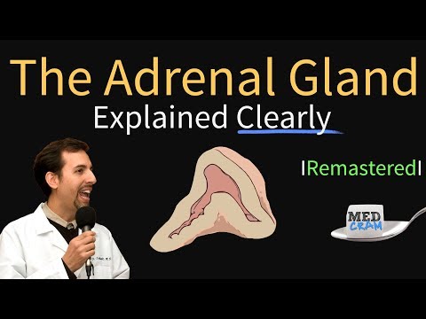 Adrenal Gland (Adrenal Cortex) Anatomy, Physiology, Disorders, and Hormones