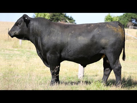 GRANITE RIDGE QUICKSILVER Q28