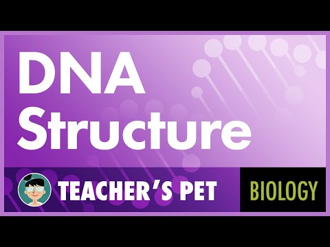 DNA Structure