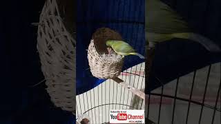 Download lagu Proses yang berakhir indah ‼️ #dakun #plecimaniaindonesia #breeding #josterops #pcmi #shorts #fyp mp3 Download lagu Proses yang berakhir indah ‼️ #dakun #plecimaniaindonesia #breeding #josterops #pcmi #shorts #fyp mp3