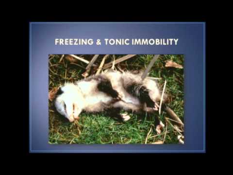 The Zebra's Stripes: A New Theory of Animal Vision